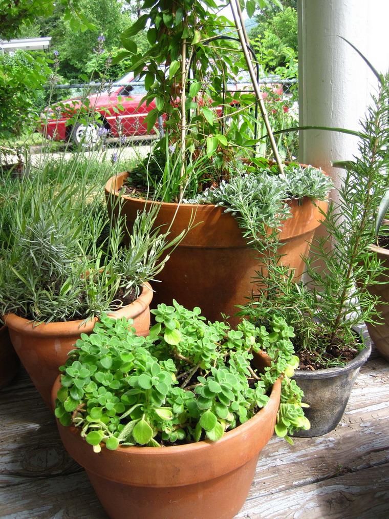 راهنمای نگهداری و پرورش گل و گیاهان زینتی - پلکترانتوس آمبوینیکاس